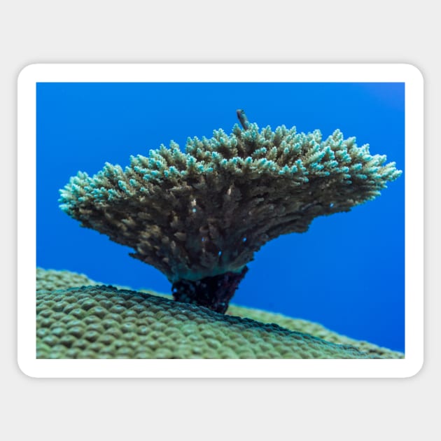 tiny reef fish on the small top coral which is on the big coral top Sticker by Little Dinosaur